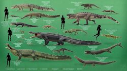  16:9 3d_(artwork) 4k absurd_res aetosaur alligator alligatorid ambiguous_gender american_alligator araripesuchus araripesuchus_wegeneri archosaur armadillosuchus armadillosuchus_arrudai brown_body brown_scales caiman crocodile crocodilian crocodylomorph cuvier's_dwarf_caiman dakosaurus dakosaurus_maximus deinosuchus deinosuchus_rugosus digital_media_(artwork) english_text eusuchian female feral gavialid gharial green_background green_body green_scales grey_body grey_scales hi_res human isisfordia isisfordia_duncani kaprosuchus kaprosuchus_saharicus kuzim laganosuchus laganosuchus_maghrebensis loricatan low_poly mahajangasuchid mahajangasuchus mahajangasuchus_insignis mammal mesoeucrocodylian metriorhynchid metriorhynchoid metriorhynchus metriorhynchus_brevirostris neosuchian notosuchian open_mouth paleorhinus paleorhinus_bransoni phytosaur prehistoric_species protosuchus protosuchus_haughtoni pseudosuchian reptile saltwater_crocodile sarcosuchus sarcosuchus_imperator saurosuchus saurosuchus_galilei scales scalie scuba_tank sharp_teeth simosuchus simosuchus_clarki simple_background species_name sphagesaurid stagonolepidid stagonolepis stagonolepis_robertsoni stomatosuchid striped_body striped_scales stripes swimming_fins teeth text uruguaysuchid widescreen 