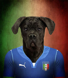 2014 anthro cane_corso canid canine canis domestic_dog italian italy male mammal mastiff molosser puma_(company) soccer solo sport unknown_artist