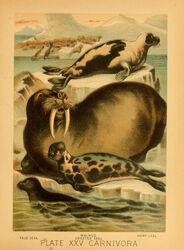  1897 19th_century absurd_res ambiguous_gender ancient_art biological_illustration feral group hi_res hugh_craig ice mammal marine partially_submerged pinniped public_domain seal size_difference technical_illustration text traditional_media_(artwork) tusks walrus water whiskers zoological_illustration 