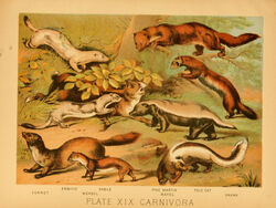  1897 19th_century ambiguous_gender ancient_art biological_illustration brown_body brown_fur countershade_fur countershade_torso countershading domestic_ferret feral fur group gulonine hi_res hugh_craig lagomorph mammal marten mephitid mustelid musteline open_mouth pine_marten plant polecat_(mustelid) public_domain quadruped skunk stoat tail technical_illustration text traditional_media_(artwork) true_musteline weasel zoological_illustration 