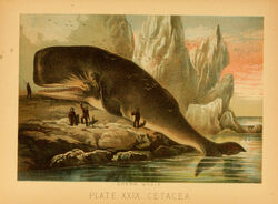  1897 19th_century ambiguous_gender ancient_art avian biological_illustration biped bird cetacean feral fin group hi_res hugh_craig human larger_feral mammal marine open_mouth partially_submerged physeteroid public_domain size_difference smaller_human sperm_whale tail tail_fin technical_illustration text toothed_whale traditional_media_(artwork) water whale zoological_illustration 