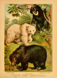  1897 19th_century absurd_res ambiguous_gender ancient_art bear biological_illustration black_body black_fur claws feral fur group hi_res hugh_craig mammal paws plant public_domain quadruped sloth_bear sun_bear syrian_bear technical_illustration text tongue tongue_out traditional_media_(artwork) trio ursine white_body white_fur zoological_illustration 