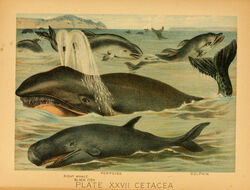  1897 19th_century ambiguous_gender ancient_art avian baleen baleen_whale biological_illustration bird cetacean dolphin dorsal_fin feral fin group hi_res hugh_craig mammal marine partially_submerged porpoise public_domain right_whale tail tail_fin technical_illustration text toothed_whale traditional_media_(artwork) water whale zoological_illustration 