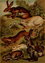  1897 19th_century absurd_res ambiguous_gender ancient_art feral fur grass group hare hi_res hugh_craig lagomorph leporid mammal plant public_domain quadruped rabbit scut_tail short_tail striped_body striped_fur stripes tail traditional_media_(artwork) whiskers 