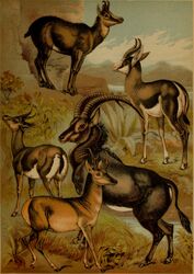  1897 19th_century absurd_res ambiguous_gender ancient_art antelope bovid brown_body brown_fur feral fur gazelle group hi_res hooves horn hugh_craig mammal plant pronghorn public_domain quadruped springbok tail traditional_media_(artwork) true_antelope 