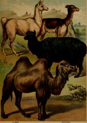  1897 19th_century absurd_res alpaca ambiguous_gender ancient_art bactrian black_body black_fur camel camelid feral fur group hi_res hooves hugh_craig llama mammal plant public_domain quadruped tail traditional_media_(artwork) 