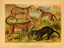  1897 19th_century ambiguous_gender ancient_art biological_illustration cheetah felid feline feral fur group hi_res hugh_craig leopard mammal markings pantherine paws plant public_domain quadruped snow_leopard spots spotted_body spotted_fur tail technical_illustration text traditional_media_(artwork) zoological_illustration 