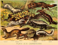  1880 19th_century ambiguous_gender ancient_art badger black_body black_fur brown_body brown_fur digitigrade domestic_ferret english_text european_polecat feral fur group gulonine honey_badger hooded_skunk lagomorph least_weasel leporid mammal marten mephitid multicolored_body multicolored_fur mustelid musteline nude open_mouth outside pine_marten plant predator/prey public_domain quadruped sable_(marten) side_view skunk species_name stoat text traditional_media_(artwork) tree true_musteline two_tone_body two_tone_fur unknown_artist weasel white_body white_fur 