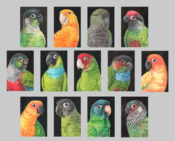  ambiguous_gender avian beak bird black_beak black_body black_feathers blue-crowned_parakeet blue_body blue_feathers brown_eyes burrowing_parrot crimson-bellied_parakeet dusky-headed_parakeet feathered_wings feathers feral golden_parakeet green-cheeked_conure green_body green_feathers grey_body grey_feathers group jandaya jandaya_parakeet maggock nanday_parakeet neotropical_parrot ochre-marked_parakeet orange_body orange_feathers painted_parakeet parakeet parrot red-masked_parakeet red_body red_feathers rose-fronted_parakeet sun_parakeet tagging_guidelines_illustrated traditional_media_(artwork) true_parrot white_beak wings yellow_body yellow_feathers 