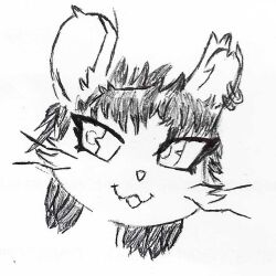  daiki hiyadaiki male mammal murid murine rat rodent solo 