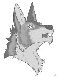  2019 angry canid canine canis fangs frown fur grey_body grey_fur greyscale hi_res lady-darkstreak long_ears male mammal matt_quickfoot monochrome portrait solo teeth wolf 