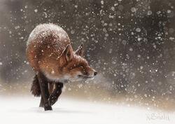 ambiguous_gender canid canine feral fog fox mammal outside pechschwinge photorealism prowling simple_background snow snowing solo speedpainting walking yellow_eyes