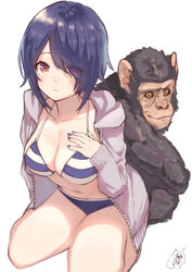  animal aogiri_koukou bad_id bad_pixiv_id bikini bikini_under_clothes blue_bikini blue_hair breasts closed_mouth collarbone commentary_request eyes_visible_through_hair female hair_over_one_eye highres jacket large_breasts looking_at_viewer mashiro_kta monkey open_clothes open_jacket otodama_tamako red_eyes short_hair signature simple_background sitting striped_bikini striped_clothes swimsuit virtual_youtuber wariza white_background 