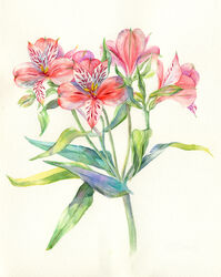  alstroemeria_(flower) commentary_request flower leaf no_humans original painting_(medium) pink_flower plant red_flower simple_background still_life toyoda_izumi traditional_media watercolor_(medium) yellow_background 