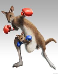  absurdres gloves highres kangaroo mammal namco roger_(tekken) tekken 