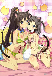  2girls absurdres animal_ears asymmetrical_docking barefoot bell bikini black_hair blue_eyes breast_press breasts brown_hair cat_ears cat_tail cat_teaser cheek-to-cheek cleavage collar feline flat_chest hair_ornament hairpin heads_together hentai_ouji_to_warawanai_neko. highres jingle_bell lamb long_hair megami_magazine multiple_girls neck_bell official_art onoda_masahito panties pillow plaid plaid_bikini ponytail scan sheep short_hair siblings side-tie_bikini_bottom side-tie_panties sisters small_breasts striped_bikini striped_clothes swimsuit tail tsutsukakushi_tsukiko tsutsukakushi_tsukushi twintails underwear 