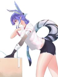  absurdres alternate_costume bandaged_arm bandages black_shorts clenched_hand commentary dragon_girl dragon_tail drinking_fountain female gym_uniform head_wings highres leaning_forward nijisanji nijisanji_en purple_eyes purple_hair selen_tatsuki shiroko_(koroshi110) shorts smile solo sweat tail tied_hair transparent_background virtual_youtuber wings 