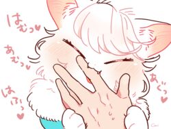  5_fingers ambiguous_gender anthro bangs bite blush bodily_fluids cheek_tuft closed_eyes clothing cocri cute_fangs domestic_cat duo eyelashes facial_tuft felid feline felis female female/ambiguous female_anthro finger_bite finger_in_mouth fingers fur hair hand_holding heart_symbol humanoid inner_ear_fluff japanese_text kemono mammal nom open_mouth pink_nose princess_koyuki_(cocri) short_hair signature simple_background sweat sweatdrop teeth text tuft wavy_hair white_background white_body white_fur white_hair white_skin 