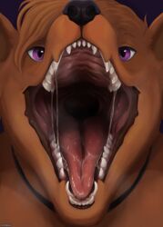  ambiguous_gender anthro artist_name black_nose bodily_fluids brown_body brown_fur brown_hair bust_portrait canid fangs front_view fur glistening glistening_eyes hair hi_res looking_at_viewer mammal mouth_shot open_mouth portrait purple_background purple_eyes red_tongue roobin saliva saliva_on_tongue saliva_string simple_background solo teeth tongue 