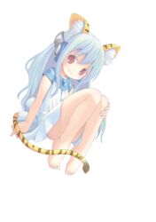  absurdres animal_ear_fluff animal_ears barefoot blue_hair brown_eyes convenient_leg dress feet female flower_(kowarekake) hand_on_own_knee headgear highres knees_up kowarekake_no_orgel legs long_hair original pop_(electromagneticwave) short_sleeves simple_background smile solo tail thighs tiger_ears tiger_tail toes white_background white_dress 